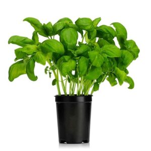 Basilika i Kruka ca100g