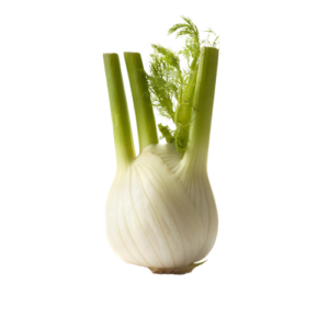 Fänkål 1st