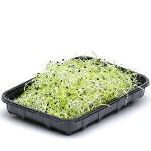 Vitlöksgroddar Klass1 500g